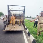 हाईवे पर ‘बेजुबानों’ की सुरक्षा के लिए पंचकूला पुलिस का ऑपरेशन, पहले दिन 28 पशु गौशाला पहुंचाए